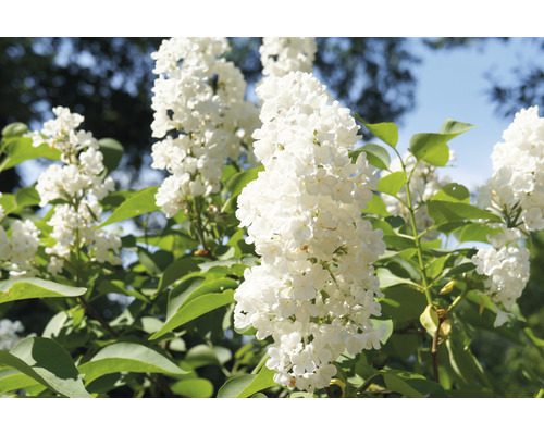 Vit syren OMNIA GARDEN Syringa vulgaris Alba 30-50cm 5-pack