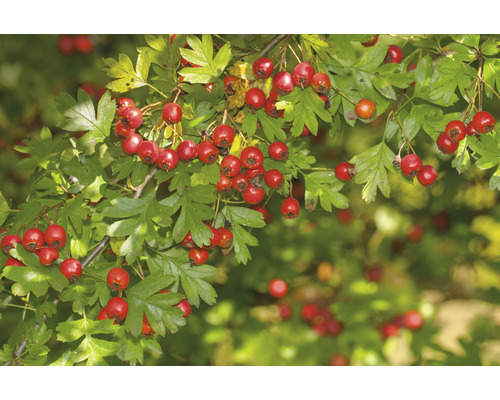 Gren med hagtornsblad och hagtornsfrukter