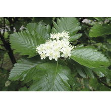 Häckoxel OMNIA GARDEN Sorbus mougeotii 50-80cm 100-pack