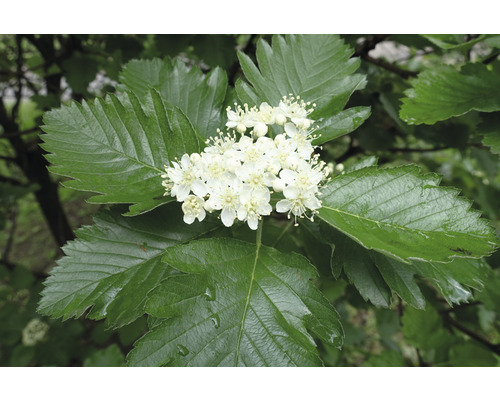 Blommor och blad från rönn