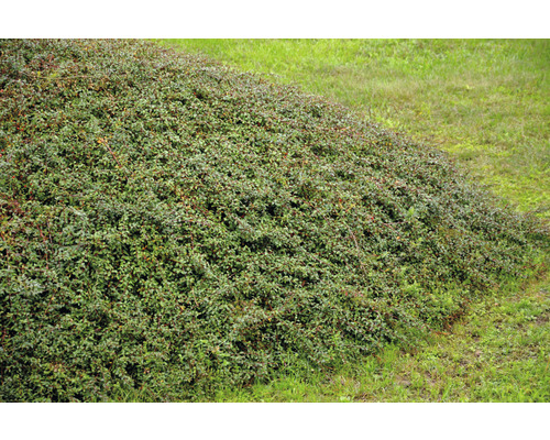 Krypoxbär OMNIA GARDEN Cotoneaster Coral Beauty 20-40cm 10-pack