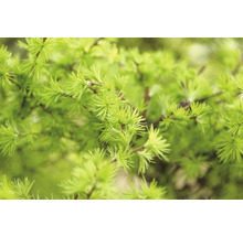 Närbild av lärk grenar med barr