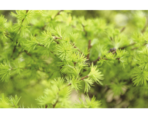 Närbild av lärk grenar med barr