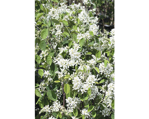 Bärhäggmispel Amelanchier alnifolia 20-40cm 10-pack-0
