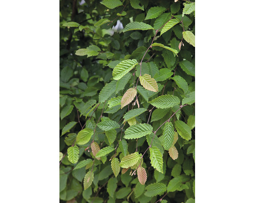 Närbild av avenbokblad