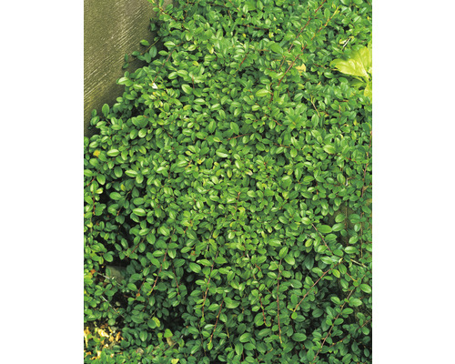 Småbladigt krypoxbär OMNIA GARDEN Cotoneaster radicans 'Eichholz' 15-30cm 10-pack