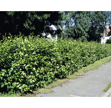 Grön lövhäck längs en trottoar