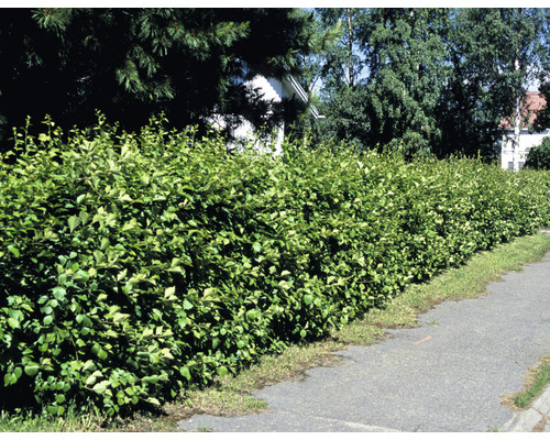 Häckhagtorn OMNIA GARDEN Crataegus flabellata var. Grayana 20-40cm 10-pack Grön lövhäck längs en trottoar