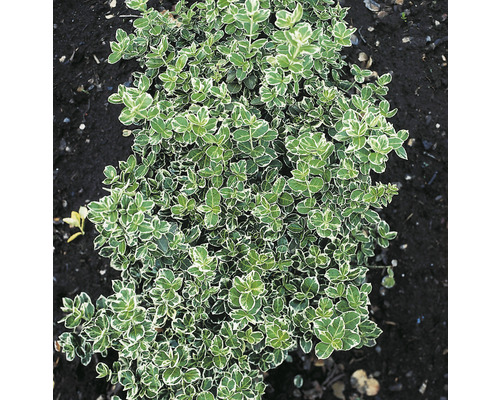 Klätterbenved Euonymus fortunei var. radicans Emerald Gaiety' storbladig 15-30cm 10-pack