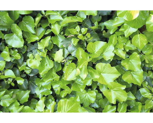 Storbladig murgröna Hedera hibernica 15-30cm 10-pack