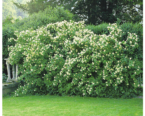 Smultronschersmin OMNIA GARDEN Philadelphus (Lemoinei-Gruppen) 'Mont Blanc' 20-40cm 10-pack