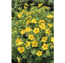 Trädgårdstok Dasiphora (Fruticosa-Gruppen) 'Goldfinger' 20-40cm 10-pack-thumb-0