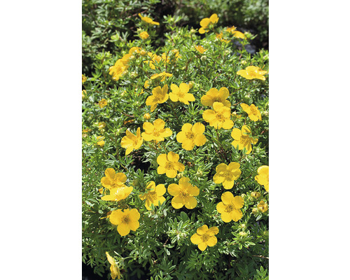 Trädgårdstok Dasiphora (Fruticosa-Gruppen) 'Goldfinger' 20-40cm 10-pack-0