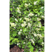 Blommande smällspirea med gröna blad