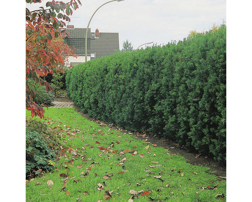 Hybrididegran OMNIA GARDEN Taxus x media 'Hicksii' 20-30cm 10-pack