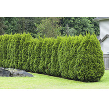 Tuja OMNIA GARDEN Thuja occidentalis 'Brabant' 20-40cm