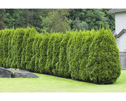 Rad av Thuja-häckar i trädgården