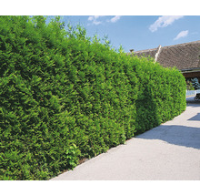 Tuja OMNIA GARDEN Thuja occidentalis 'Brabant' 20-40cm