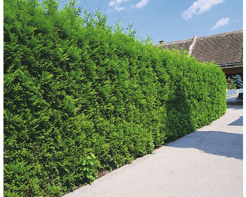 Tuja OMNIA GARDEN Thuja occidentalis 'Brabant' 20-40cm Tät grön tujahäck längs en gångväg som insynsskydd