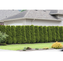 Tuja OMNIA GARDEN Thuja occidentalis 'Brabant' 20-40cm