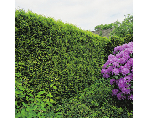 Trädgårdslandskap med en hög, grön häck