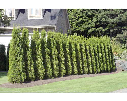 Hornbach Thuje (Thuja occidentalis, Thuja plicata, zelené jehlice, barvou jehlic, solitérní výsadbu) Hornbach Thuje
