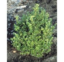 Småbladig buxbom OMNIA GARDEN Buxus microphylla 'Faulkner' 20-30cm 100-pack
