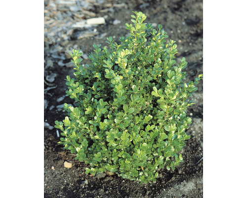 Buxbomsväxt i trädgårdsrabatt