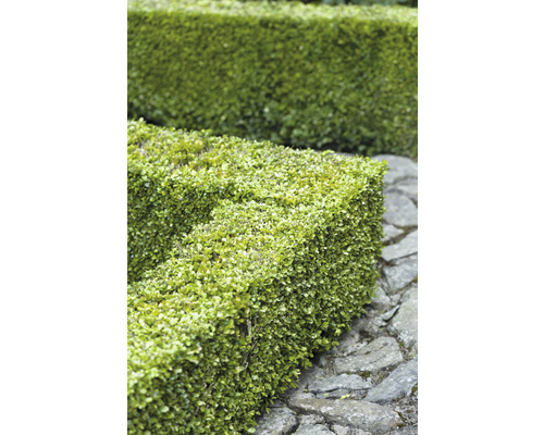 Klippt häck bredvid en stengång