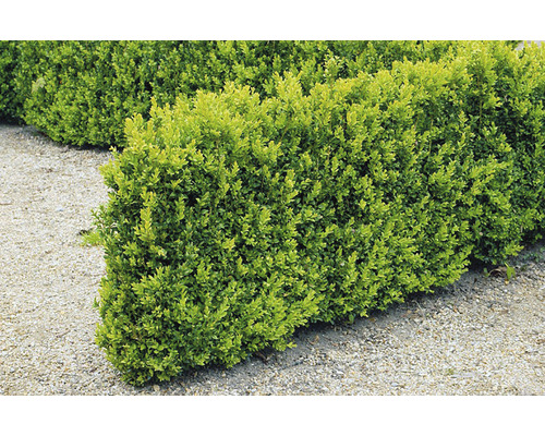 Rad av buxbomhäckar i trädgården