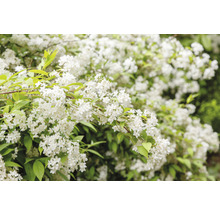 Deutzia med många vita blommor och gröna blad.