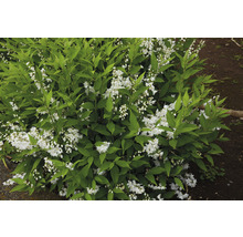 Deutzia med vita blommor och gröna blad