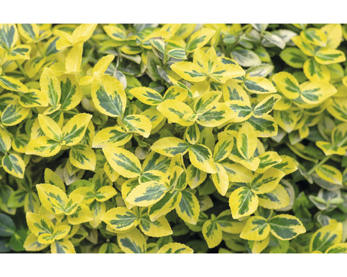 Klätterbenved Euonymus fortunei var. radicans 'Emerald 'n' Gold' 15-30cm 10-pack