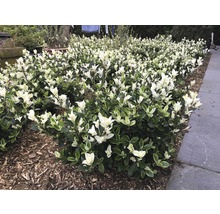 Japansk benved FLORASELF Euonymus japonicus 'Mikajo'® 30-40cm Co 5L buskig