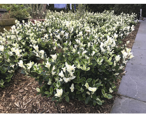 Japansk benved FLORASELF Euonymus japonicus 'Mikajo'® 30-40cm Co 5L buskig