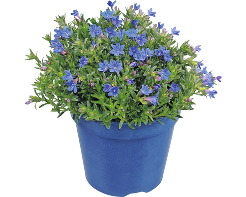Blåstenört i en blomkruka