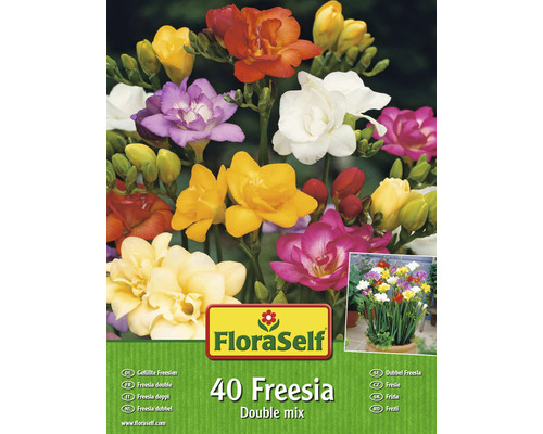 Blomsterlökar FLORASELF Freesia fylld mix 40st