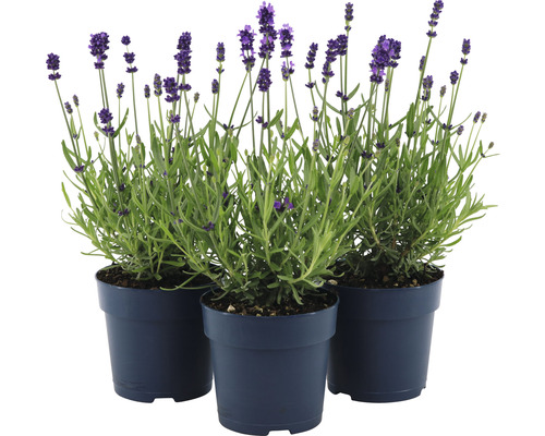 Tre lavendelplantor i krukor