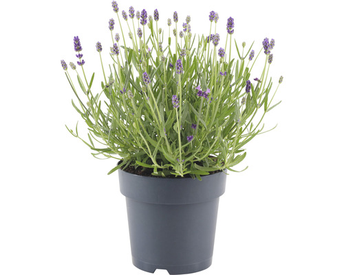 Lavendel i kruka