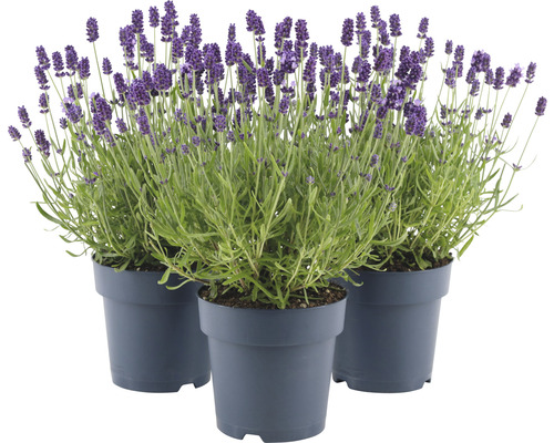 Lavendel FLORASELF Lavandula angustifolia Felice 20-25cm Co 1,5L