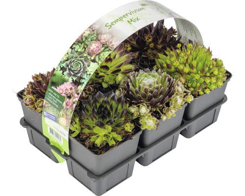 Taklök FLORASELF Sempervivum 5cm krukstorlek Ø7cm 6st tillfälligt sortiment Taklök Mix i en grå planteringslåda