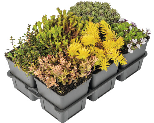 Grönt takkassett med olika sorters fetbladsväxter