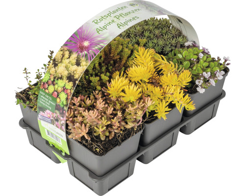 Perenner för stenparti FLORASELF 5cm krukstorlek Ø9cm 6st tillfälligt sortiment Alpväxter i planteringslåda