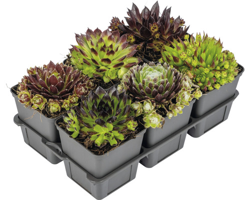 Sex taklökar i en plastbehållare.