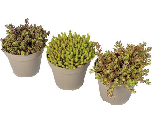 Tre Sedum växter i krukor