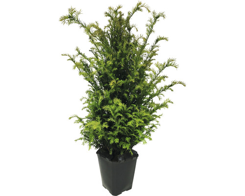 Idegran FLORASELF Taxus baccata 60-80cm ClickCo