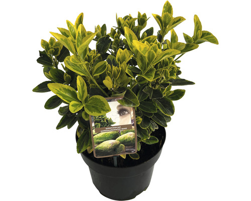 Gulbrokig Japansk benved FLORASELF Euonymus japonicus Aureomarginatus 25-30cm Co 5L