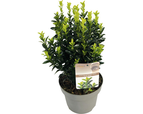 Japansk benved FLORASELF Euonymus japonicus 'Green Spire' 30-40cm Co 5L buskig Japansk benved i kruka