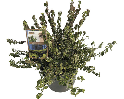 Vitbrokig klätterbenved FLORASELF Euonymus fortunei Emerald Gaiety 20-25cm Co 5L