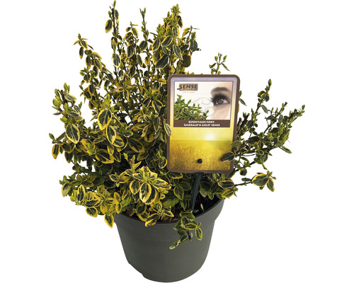 Gulbrokig klätterbenved FLORASELF Euonymus fortunei 'Emerald n'Gold' 30-40cm Co 5L Benved Emerald ''n'' Gold i kruka